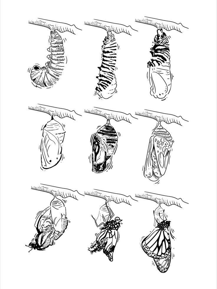 Etapas de la crisálida