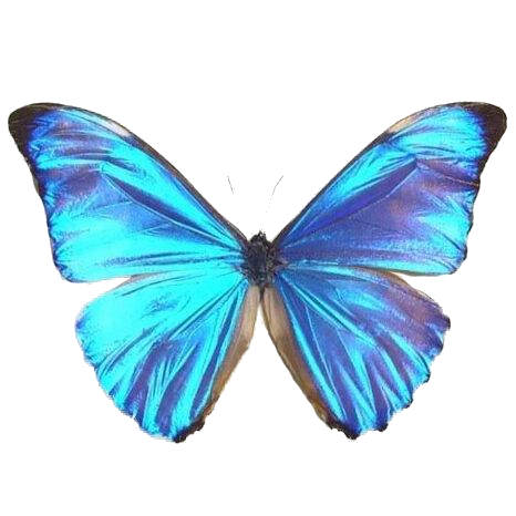 Mariposa Morpho Aurora